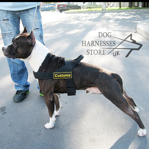 Dog Control Harness for Staffy Training, Nylon with Patches - Click Image to Close