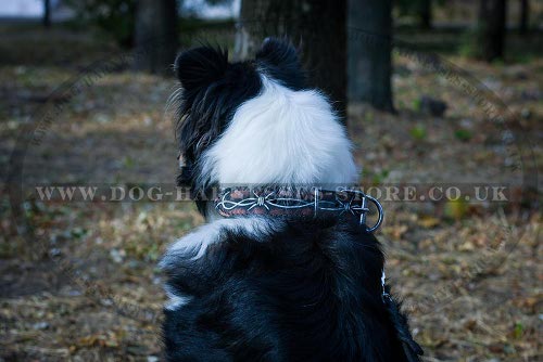 "Barbed Wire" Hand Painted Leather Dog Collar for Collie Style