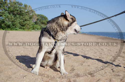 Handmade Dog Harness for Alaskan Malamute Tracking