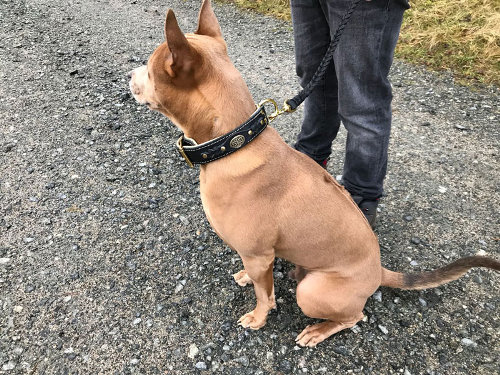 Handmade Padded Leather Dog Collar for Thai Ridgeback - Click Image to Close