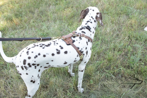 Multi Function Dog Lead for Dalmatian - ⑦ ways of Use