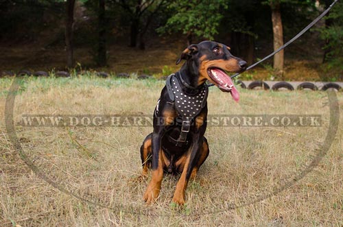 Harness for Doberman of Padded Leather with Silver-like Studs