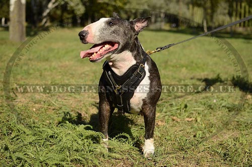 English Bull Terrier Leather Harness with Padded Chest Plate - Click Image to Close