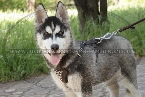 Harness for Husky Puppy Walking of Leather with Spiked Chest