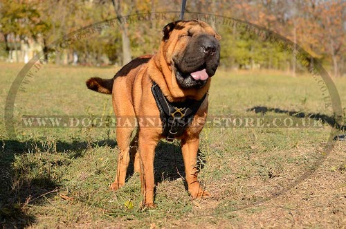 Harness for Shar-Pei Training and Walking, Extra Strong Leather