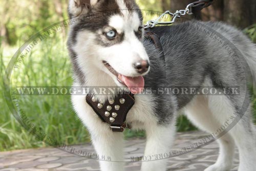 Harness for Siberian Husky Puppy, Leather with Decorative Cones