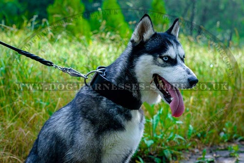 Husky Collar of Extra Wide Leather for Walking and Training