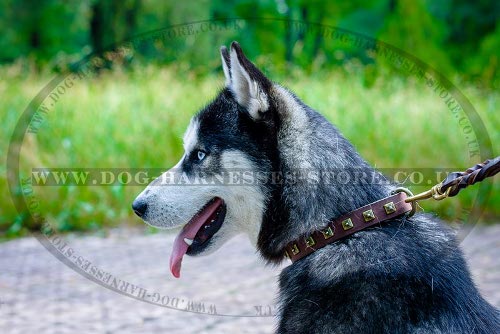 Husky Collar for Walking of Narrow Leather with Square Studs