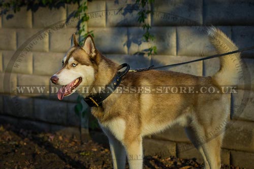 Husky Collar for Training and Walks, Two-Ply Leather with Handle