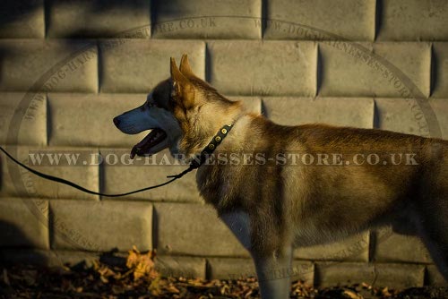 Husky Dog Collar for Walking of Narrow Leather with Round Studs