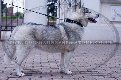 Husky Dog Collar Leather with Nickel Plates of Trendy Design