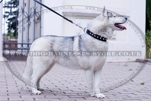 Husky Dog Collar Leather with Nickel Cones for Walking