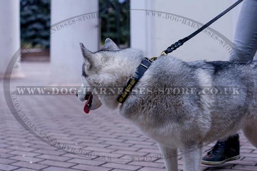 Husky Dog Collar of Narrow Leather with Brass Plates