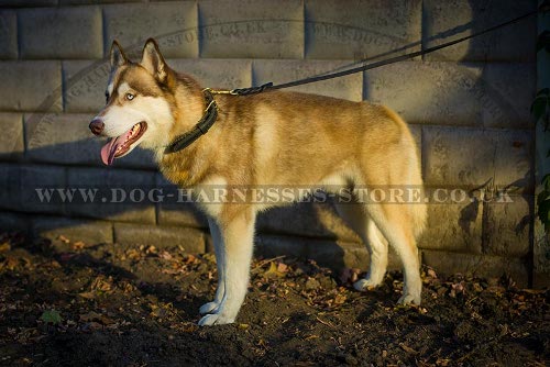 Husky Dog Collar of Two-Ply Leather with Elegant Braid