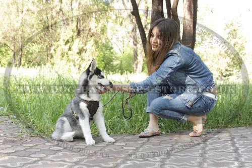 Husky Pup Harness of Leather with Small Chest Plate for Walking