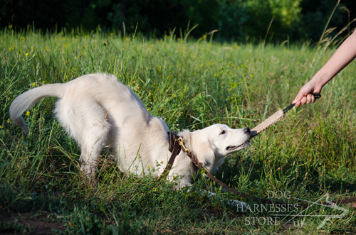 Jute Bite Tug with Loop for Puppy Training - Click Image to Close