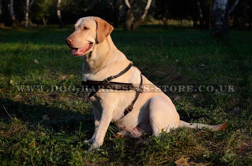 Lab Harness for Tracking & Walking of Wide Leather Straps