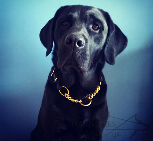 Labrador Collar Martingale Leather with Brass Chain for Control