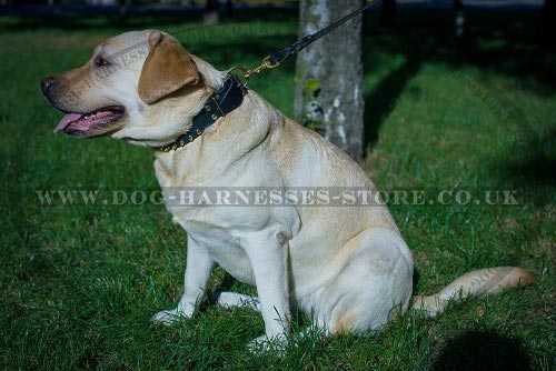 Labrador Dog Collar Leather with Two Rows of Brass Spikes