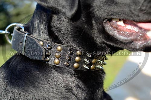 Labrador Dog Collar of Leather with Columns of Spikes and Studs