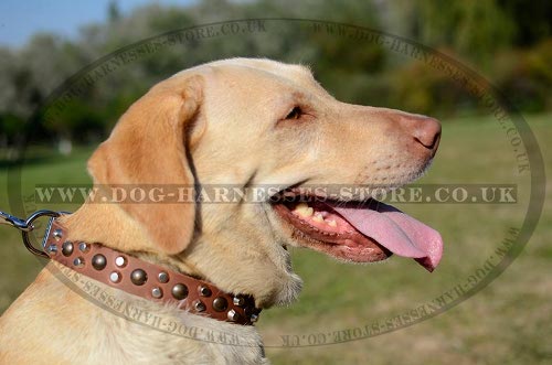 Labrador Dog Collar Leather with Studs and Cones, Modern Design