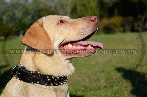 Labrador Dog Collar Leather with Spikes and Studs for Walking