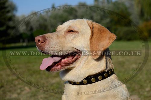 Labrador Collar Leather of Narrow Width with Row of Brass Studs