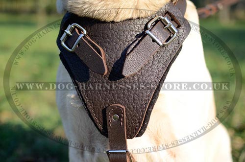 Labrador Dog Harness of Padded Leather for Walks & Training - Click Image to Close