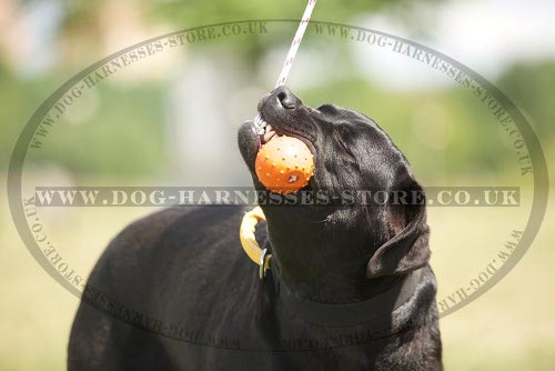 Labrador Dog Toy, Unsinkable Solid Rubber Ball on Rope for Water