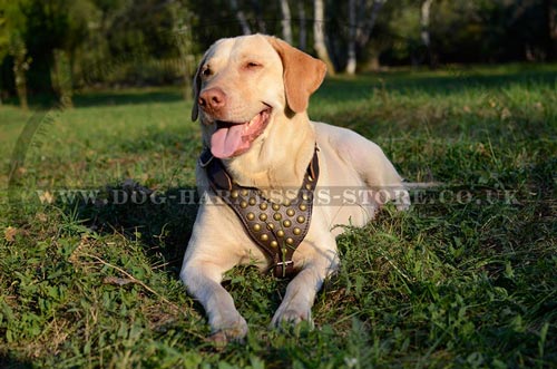 Labrador Harness Adorned with Brass Half-balls for Walks