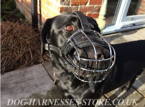 Labrador Muzzle of Wire for Every Day, Super Comfort and Safety