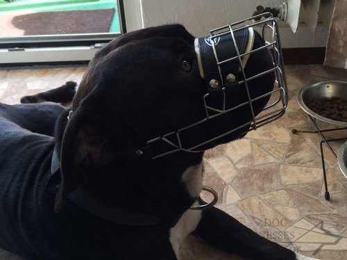 Large Dog Muzzle of Wire Basket Cage for Amstaff and Pitbull Mix