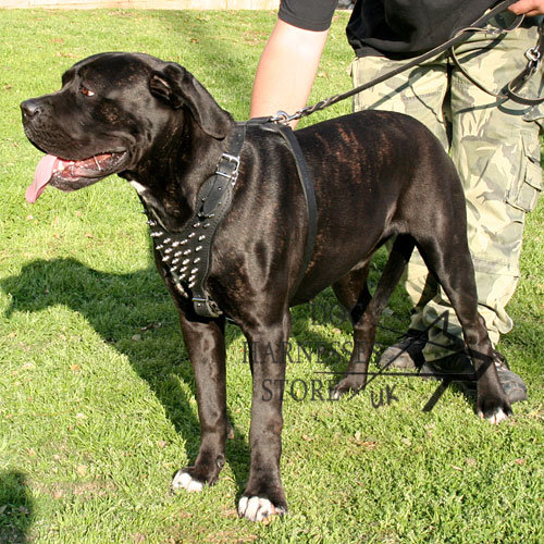 Dog Walking Harness with Spikes for Large Dogs Like Cane Corso