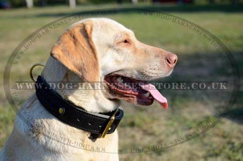 Large Leather Dog Collar with Fur-saving Plate and Stitched Ring