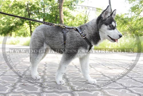 Leash for Husky Puppy of Genuine Leather with Braided Details
