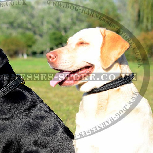 Leather Braided Dog Collar with Buckle and Brass Hardware