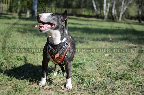 Exclusive Handmade Leather Bull Terrier Harness with Flame Paint