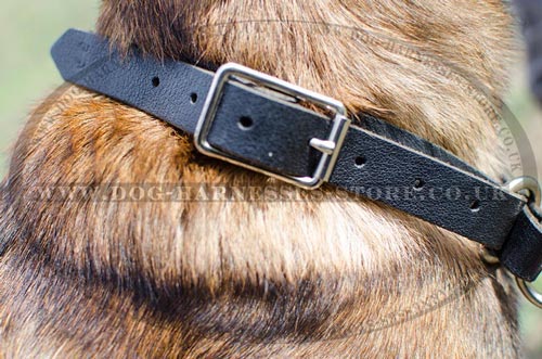 Leather Choke Collar for Belgian Malinois Reliable Control