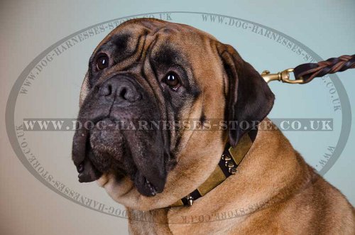 Bullmastiff Leather Collar with Nickel Plates and Spikes