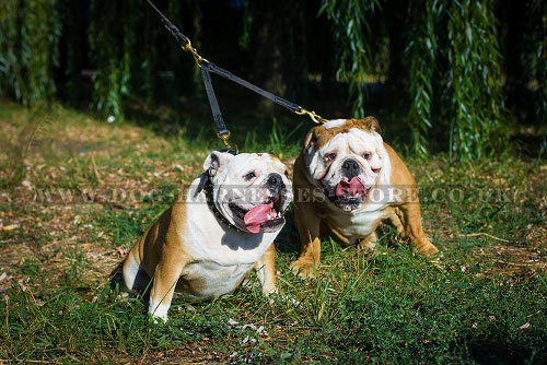 Solid Leather Coupler Leash for Two Bulldogs Easy Walking