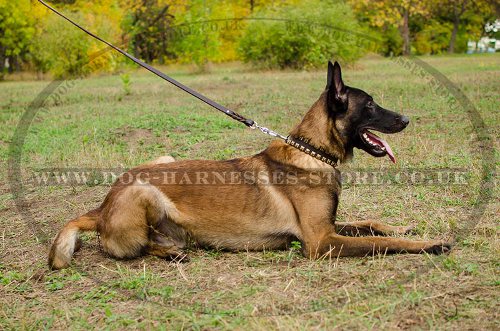 Leather Dog Collar Caterpillar Brass Studs for Malinois Shepherd