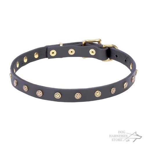 Leather Dog Collar of Narrow Width Studded with Brass Stars