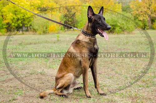 Leather Dog Collar Great Caterpillar Style for Belgian Malinois