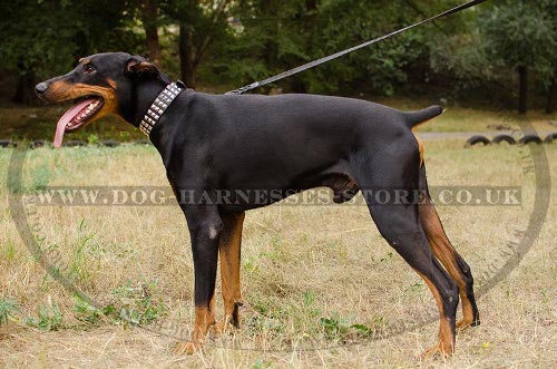 Leather Dog Collar for Doberman with Square Nickel Studs