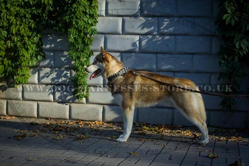 Leather Dog Collar for Husky Walks with Caterpillar Nickel Studs