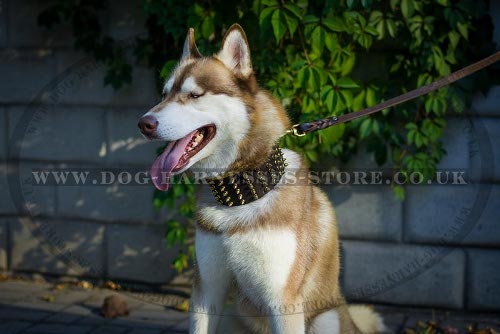 Leather Dog Collar for Husky of Extra Width with Brass Spikes - Click Image to Close