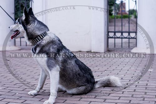 Leather Dog Collar for Husky with Square Nickel Studs in 3 Rows