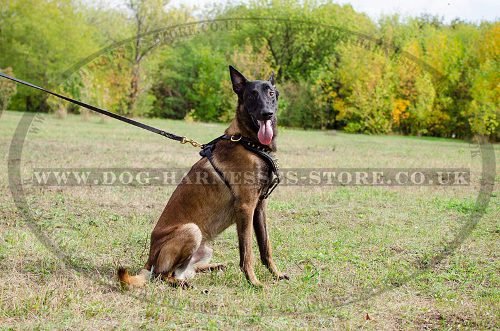 Leather Dog Harness with Brass Spikes for Belgian Malinois