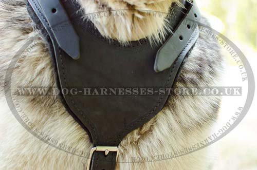 Padded Leather Working Dog Harness for Alaskan Malamute