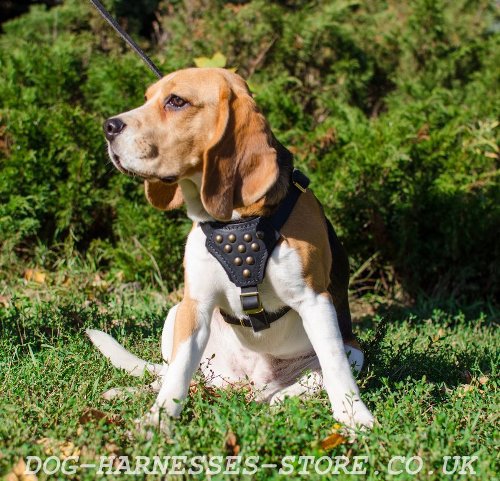 Classy Leather Beagle Harness with Studs on the Breast Plate